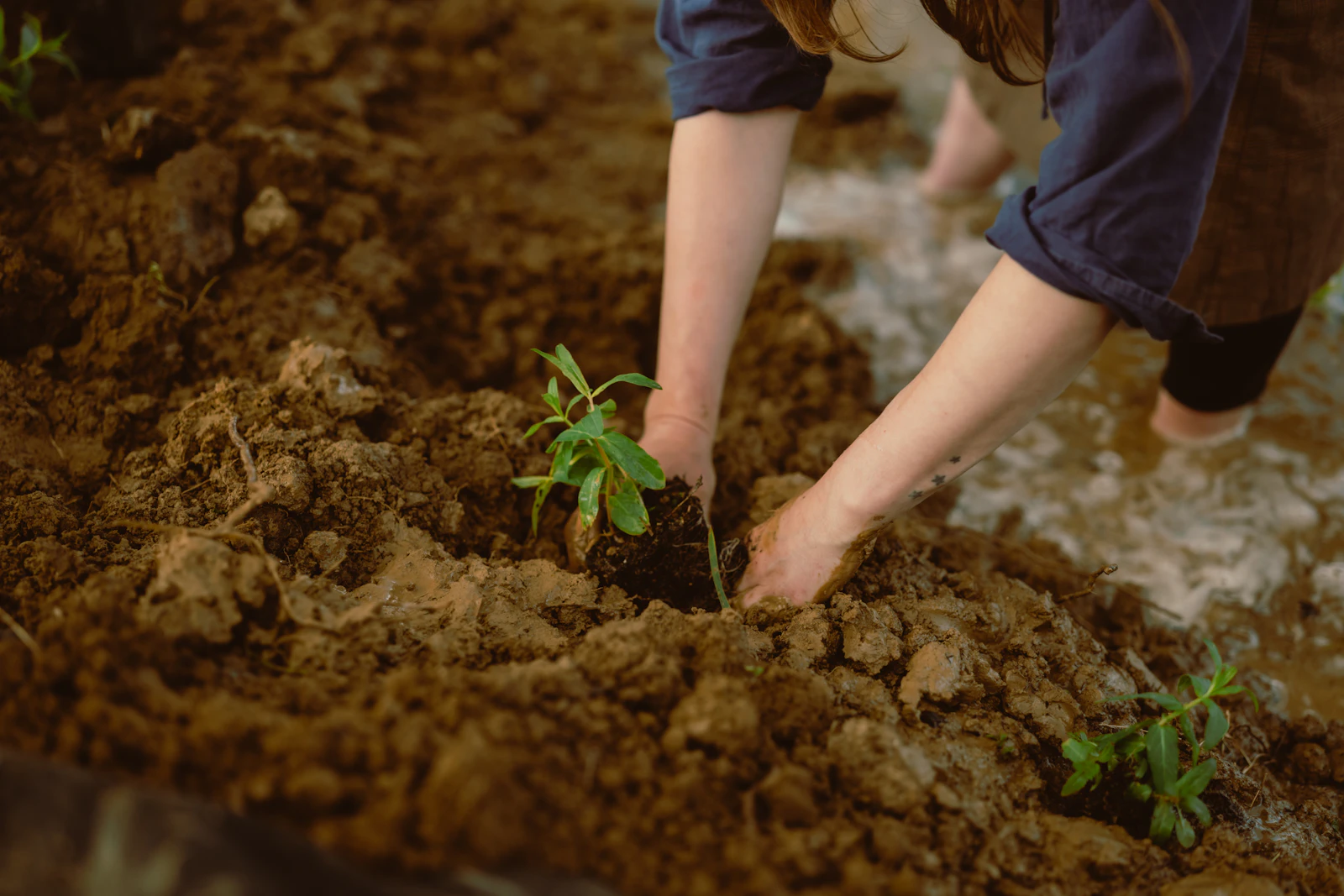 Mains plantant un jeune plant vert dans une terre fraîchement retournée