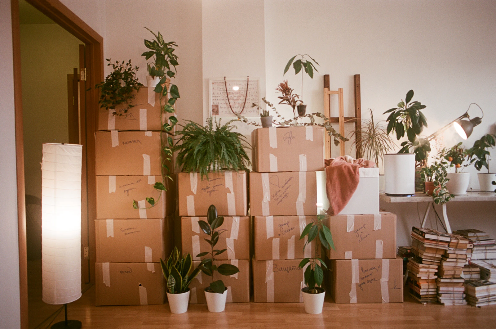 Cartons de déménagement empilés entourés de plantes vertes dans un appartement lumineux